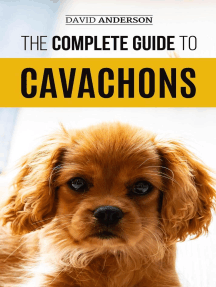 cavachon training