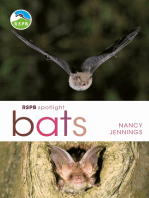 RSPB Spotlight Bats