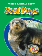 Seal Pups