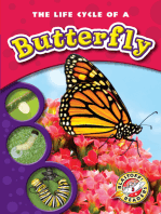 Life Cycle of a Butterfly, The