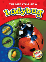 Life Cycle of a Ladybug, The