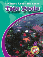 Tide Pools