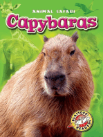 Capybaras