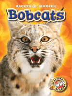 Bobcats