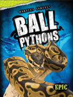 Ball Pythons