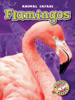 Flamingos