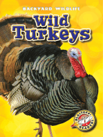 Wild Turkeys