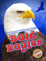 Bald Eagles