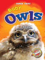 Baby Owls