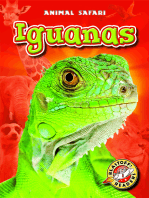 Iguanas