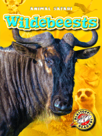 Wildebeests