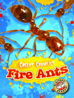 Fire Ants