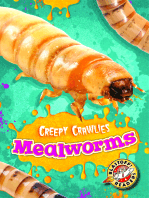 Mealworms