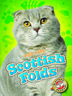 Scottish Folds