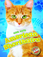 American Shorthairs