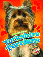 Yorkshire Terriers