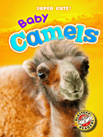 Baby Camels