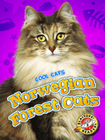 Norwegian Forest Cats