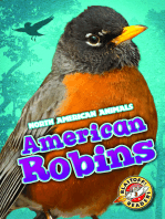 American Robins