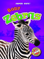 Baby Zebras