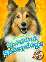 Shetland Sheepdogs