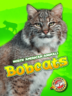 Bobcats