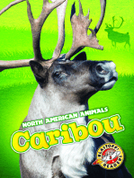 Caribou