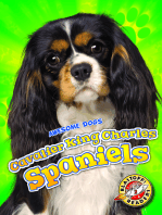 Cavalier King Charles Spaniels