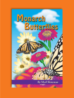 Monarch Butterflies