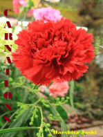 Carnations