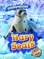 Harp Seals