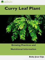 Curry Leaf Plant