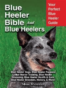 blue heeler dog pictures