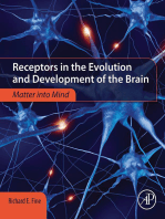 Receptors in the Evolution and Development of the Brain: Matter into Mind