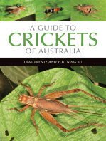 A Guide to Crickets of Australia