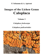 Images of the Lichen Genus Caloplaca, Vol 3: Caloplaca holocarpa, Caloplaca pulicarioides