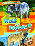 Wolf or Coyote?