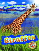 Giraffes