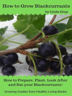 How to Grow Blackcurrants: Growing Guides