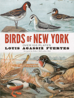 Birds of New York: Over 100 Plates