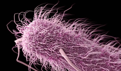 A Fecal Transplant Led To A Patient’S Death. Here’S What Happened. – TRXP