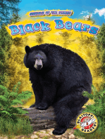 Black Bears