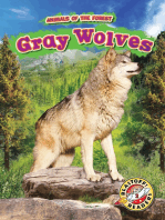 Gray Wolves