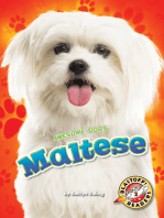 Maltese