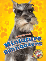 Miniature Schnauzers