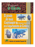 El picudo del maíz Ceatrinaspis sp. (Coleoptera: Curculionidae) en el departamento de Córdoba