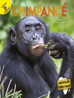 Chimpancé: Chimpanzee