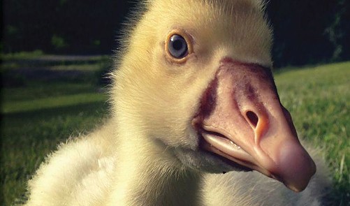 A HISTORY OF GEESE as Guard Animals - GRIT Country Skills Series | Everand
