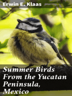 Summer Birds From the Yucatan Peninsula, Mexico