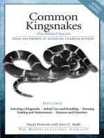 Common Kingsnakes